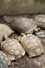 Obraz premium African Sulcata Tortoise Natural Habitat,Close up African spurred tortoise resting in the garden, Slow life ,Africa spurred tortoise sunbathe on ground with his protective shell ,Beautiful Tortoise 
