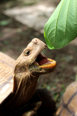 Sucata tortoise eating leaf on ground,African Sulcata Tortoise Natural Habitat,Sucata tortoise...