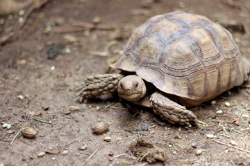 African Sulcata Tortoise Natural Habitat,Close up African spurred tortoise resting in the garden, Slow life ,Africa spurred tortoise sunbathe on ground with his protective shell ,Beautiful Tortoise
