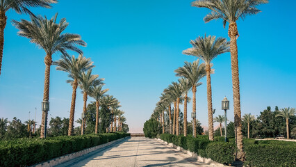 Obraz premium empty street with palm trees during quarantine in Egypt