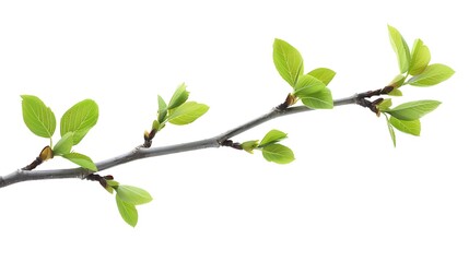 Fototapeta premium Green Branch with Fresh Leaves