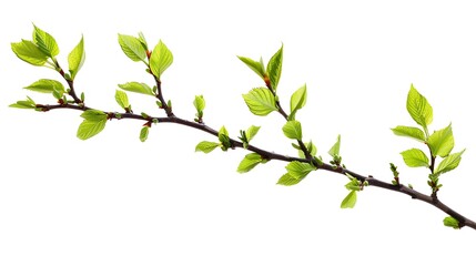 Obraz premium Green Branch with Fresh Leaves