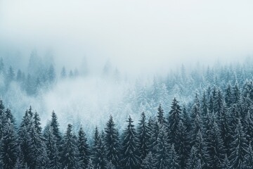 aesthetic photo of misty morning in the winter forest