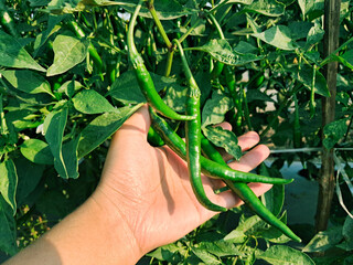 The genus Capsicum pepper plants in the family Solanaceae, which is a spice (spice) one. Nature...