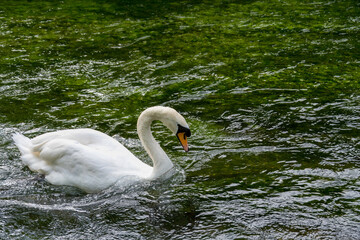 elegant mute swan cygnus olor swimming in a clear chalk stream The River Test Hampshire England