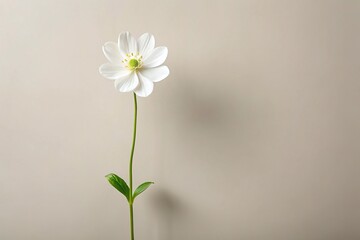 Delicate, solitary white flower bloom with slender stem and leaves, isolated on a clean, neutral background, ideal for minimalist design and iconography applications.
