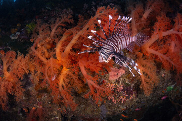 Lionfish with a backdrop of colourful soft corals