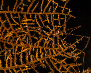 Spider squat lobster