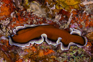 Wide-margined flatworm