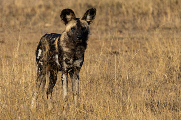 Nearby photo of an African Wild Dog (painted dog) (Lycaon pictus) (Wildehond) near Crocodile Bridge in the Kruger National Park, Mpumalanga, South Africa
