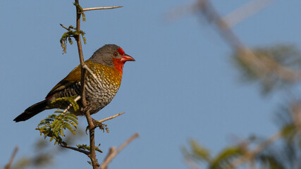 Green-winged Pytilia (Gewone Melba) (Ptylia melba) near Crocodile Bridge in the Kruger National Park, Mpumalanga, South Africa