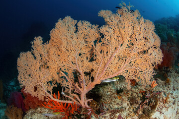 Fan coral at the reef