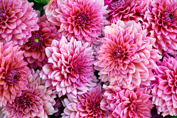 Beautiful pink Dahlia flowers. Colorful dahlia garden flowers, wallpaper backdrop. Blossoming dalias bloom