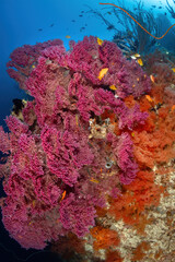 Beautiful coral reef with soft corals and tropical fish