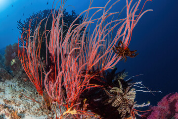 Reefscape with whip corals