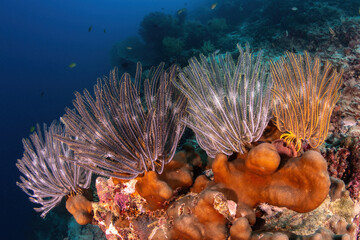 Feather stars on the reef