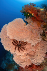 Beautiful sea fans and soft corals on a reef wall