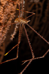 Spider squat lobster