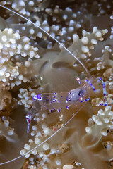 Sarasvati Anemone Shrimp