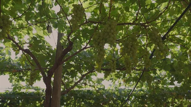Bunches of white table grapes under an awning with sun rays penetrating, during drip irrigation with audio 5