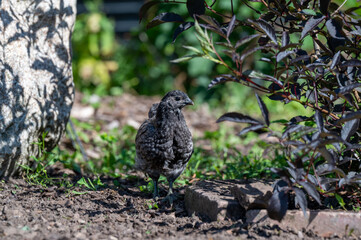 Beautiful gray chicken out walking in garden