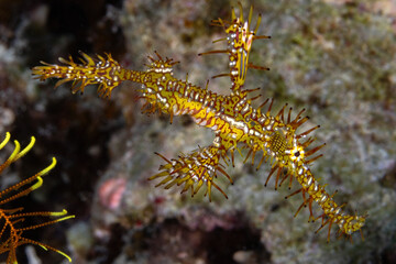 Ornate Ghost Pipefish