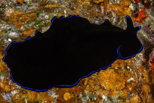 Sapphirine flatworm