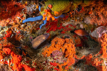 Moray eel and a coral trout on a vibrant colourful reef