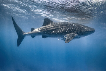 Whale shark