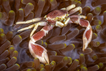 Spotted Porcelain Crab