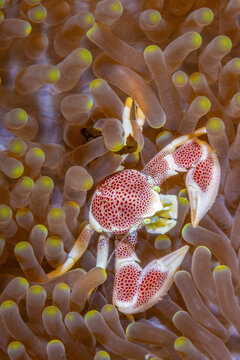 Spotted Porcelain Crab