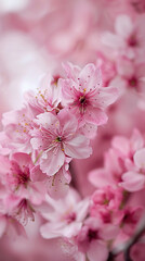 Fototapeta premium sakura flowers