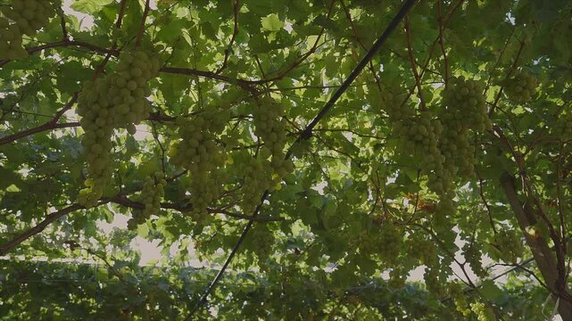 Bunches of white table grapes under an awning with sun rays penetrating, during drip irrigation with audio 3