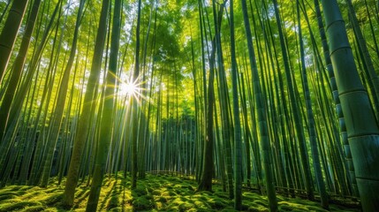 Fototapeta premium Serene Bamboo Oasis. Tranquility and Nature Harmony Concept