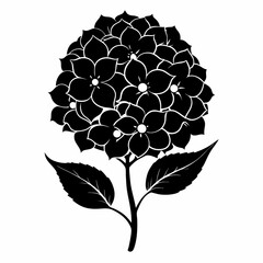 Hydrangea flower Black silhouette