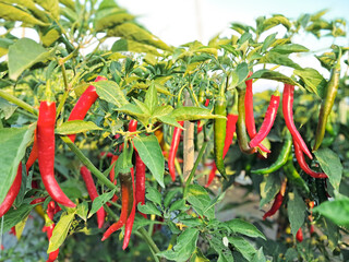 The genus Capsicum pepper plants in the family Solanaceae, which is a spice (spice) one. Nature...