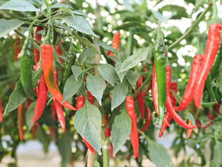 The genus Capsicum pepper plants in the family Solanaceae, which is a spice (spice) one. Nature...