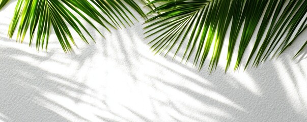 Shadows of palm leaves on tropical sandy beaches