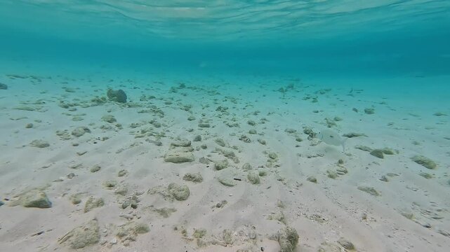 Lethrinus harak, also known as blackspot emperor, swims gracefully over sandy seabed scattered with small rocks in the Maldives.