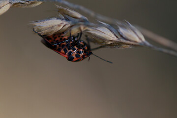 Punaise arlequin rouge et noire Graphosoma lineatum