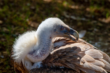 Detail of a griffon vulture looking to the right with its characteristic plumage