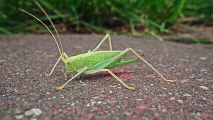 Great Green Bush Cricket Tettigonia Viridissima Insect Sitting on Ground