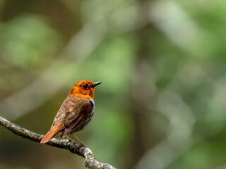 Fototapeta premium 森の中で枝に留まって周りを見渡しているコマドリの雄