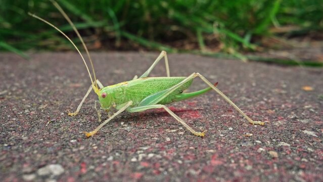 Great Green Bush Cricket Tettigonia Viridissima Insect Sitting on Ground