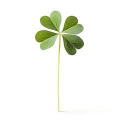 Clover isolated on white background, St. Patrick's Day symbol, full depth of field