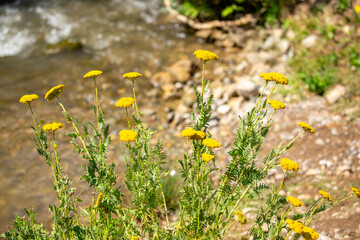 Yarrow medicinal plant. Yellow yarrow in bloom. Yarrow flowers, bush close-up.