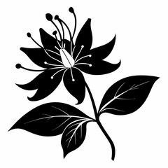 Honeysuckle flower Black silhouette