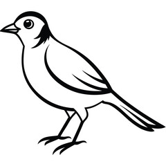 Beautiful Bird vector art Illustration