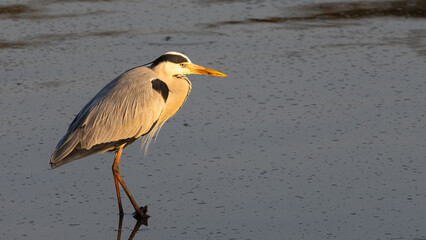 Grey Heron (Bloureier) (Ardea cinerea) near Skukuza in the Kruger National Park, Mpumalanga, South Africa