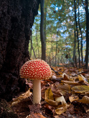 Vibrant Red Mushroom in Forest